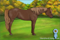 Horse Color:Gray Chestnut 