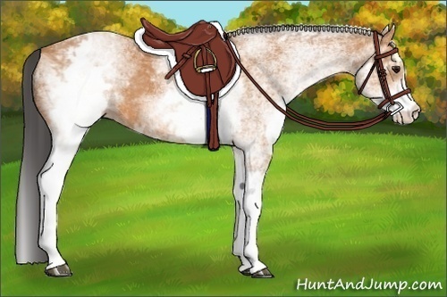 Horse Color:White Spotted Bay