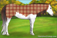 Horse Color:Plaid Bay Splash