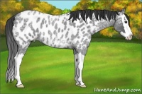 Horse Color:Blue Ice Roan Splash Appaloosa 