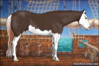 Horse Color:Liver Chestnut Sabino Splash 