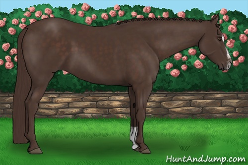 Horse Color: Liver Chestnut Sabino 