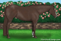Horse Color:Liver Chestnut Sabino 
