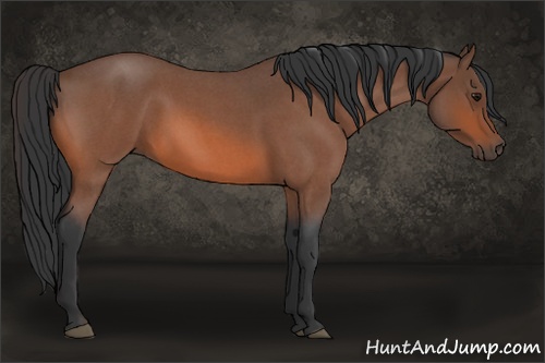 Horse Color: Bay Roan 