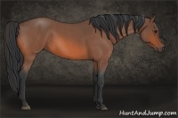 Horse Color:Bay Roan 