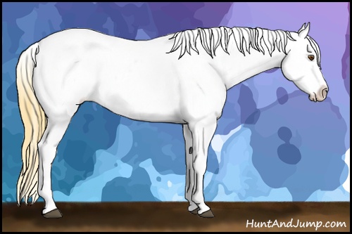 Horse Color: Buckskin Dun Varnish 