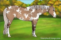 Horse Color:White Spotted Silver Brown Dun Sabino 