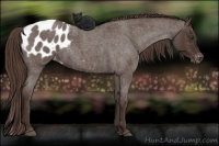 Horse Color:Liver Red Roan Appaloosa 