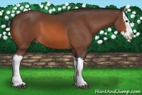 Horse Color:Bay Splash 