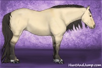 Horse Color:Buckskin Dun 