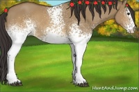 Horse Color:White Spotted Buckskin Dun 