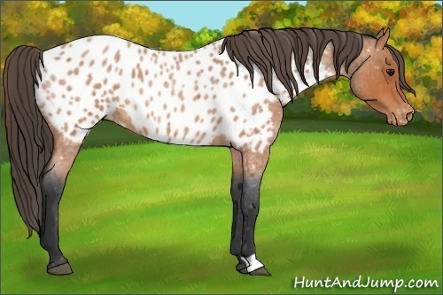Horse Color:Bay Roan Appaloosa