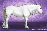Horse Color:Blue Roan Snowcap 