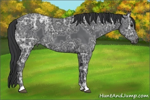 Horse Color: Black Ice 