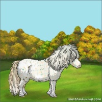 Horse Color:Plaid  White Spotted Amber Cream Champagne Roan Splash Frame Appaloosa Rabicano 
