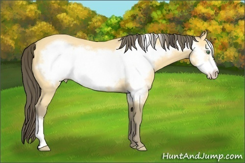Horse Color: Amber Cream Champagne Frame 