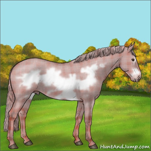 Horse Color:Watercolor Plaid  Red Dun Roan Frame 