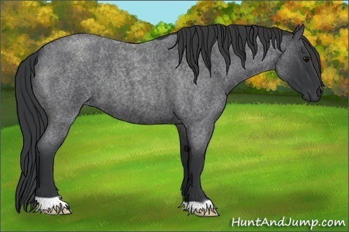 Horse Color: Blue Roan 