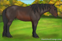 Horse Color:Brown 