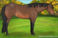 Horse Color:Bay 
