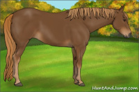 Horse Color:Gray Chestnut 