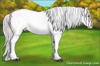 Horse Color:Watercolor Palomino Leopard 
