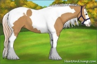 Horse Color:Palomino Splash Tobiano 