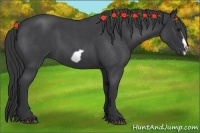 Horse Color:Blue Roan Frame 