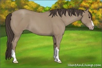 Horse Color:Classic Champagne Roan 