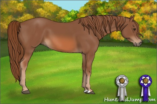 Horse Color: Liver Chestnut 