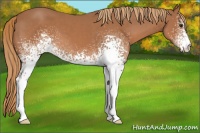 Horse Color:White Spotted Chestnut