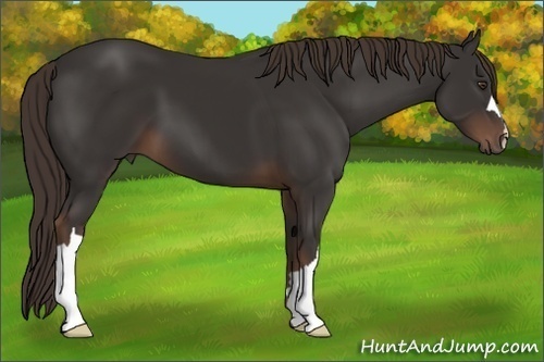 Horse Color: Liver Chestnut 