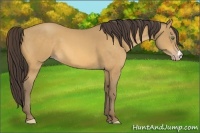 Horse Color:Sable Cream Champagne 