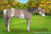 Horse Color:White Spotted Classic Champagne 