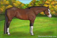 Horse Color:Buckskin Splash 