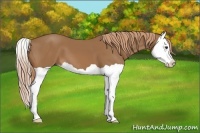Horse Color:Chestnut Splash 