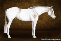 Horse Color:White Spotted Liver Red Dun 