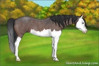 Horse Color:Brown Roan Splash