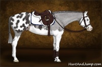 Horse Color:Liver Chestnut Splash Appaloosa 