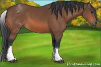 Horse Color:White Spotted Bay 