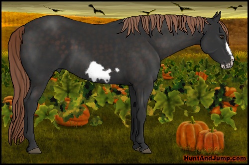 Horse Color: Liver Chestnut Frame 