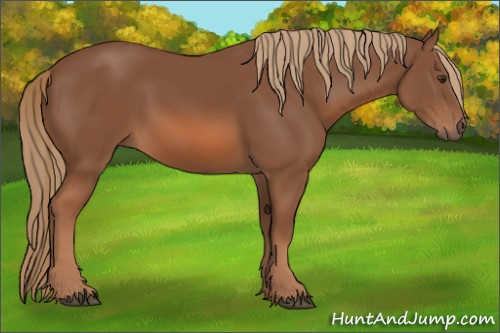 Horse Color: Liver Chestnut 