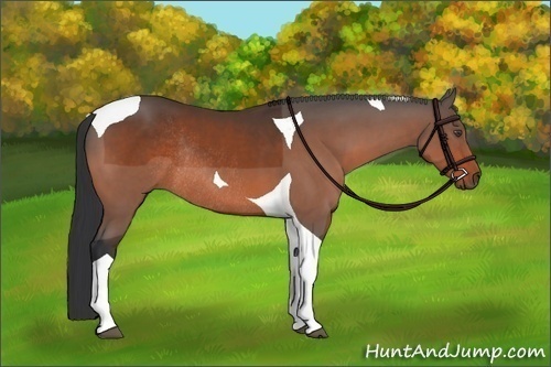 Horse Color: Unknown 