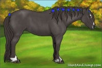 Horse Color:Smoky Blue Roan Sabino 
