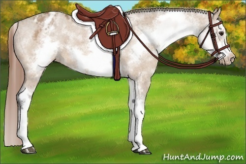 Horse Color:White Spotted Bay Dun Splash Frame Appaloosa 