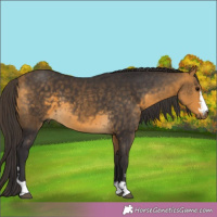 Horse Color:Buckskin 