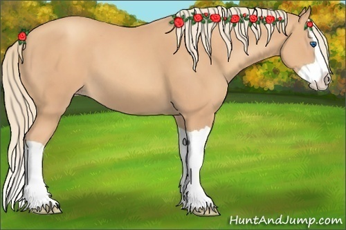 Horse Color: Gold Champagne Splash 