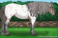 Horse Color:Bay Appaloosa 