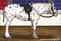 Horse Color:Chestnut Appaloosa