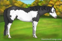 Horse Color:Black Splash Frame
